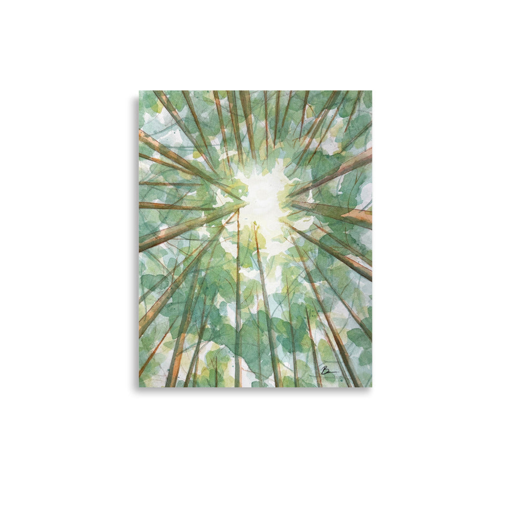 Forest Canopy - Matte Print