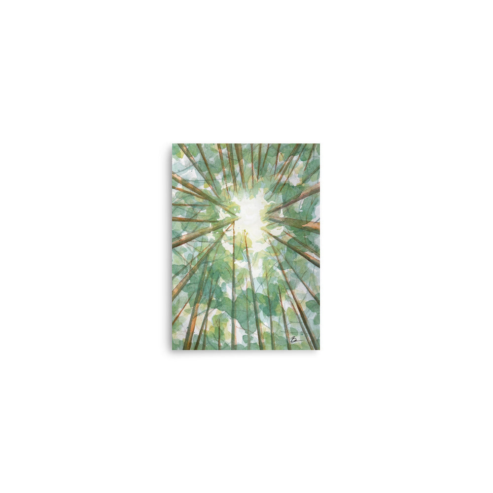 Forest Canopy - Matte Print